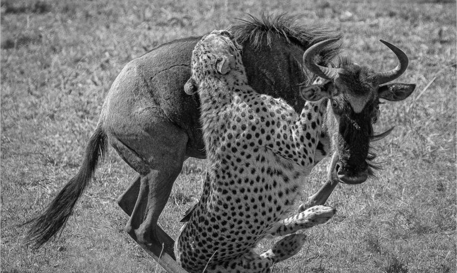 Gavin Bowyer. Cheetah versus Wildebeest. Class Winner: Action