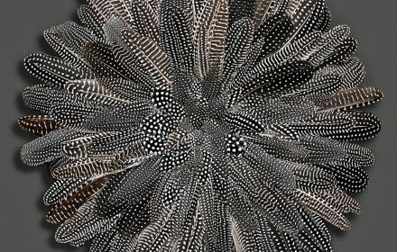 Silvy Weatherall, Confusion, Guinea Fowl Feathers (2017) Image courtesy of the artist.