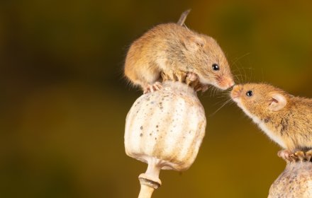 Two rodents 'kiss' upon reeds